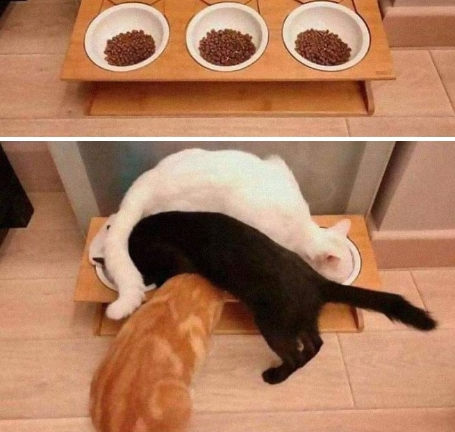 коты едят корм из мисок