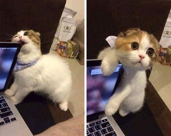 Милые и бессовестные... Милые и бессовестные... животные