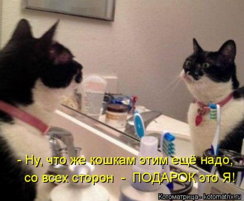 Свежая котоматрица для всех (31 шт)