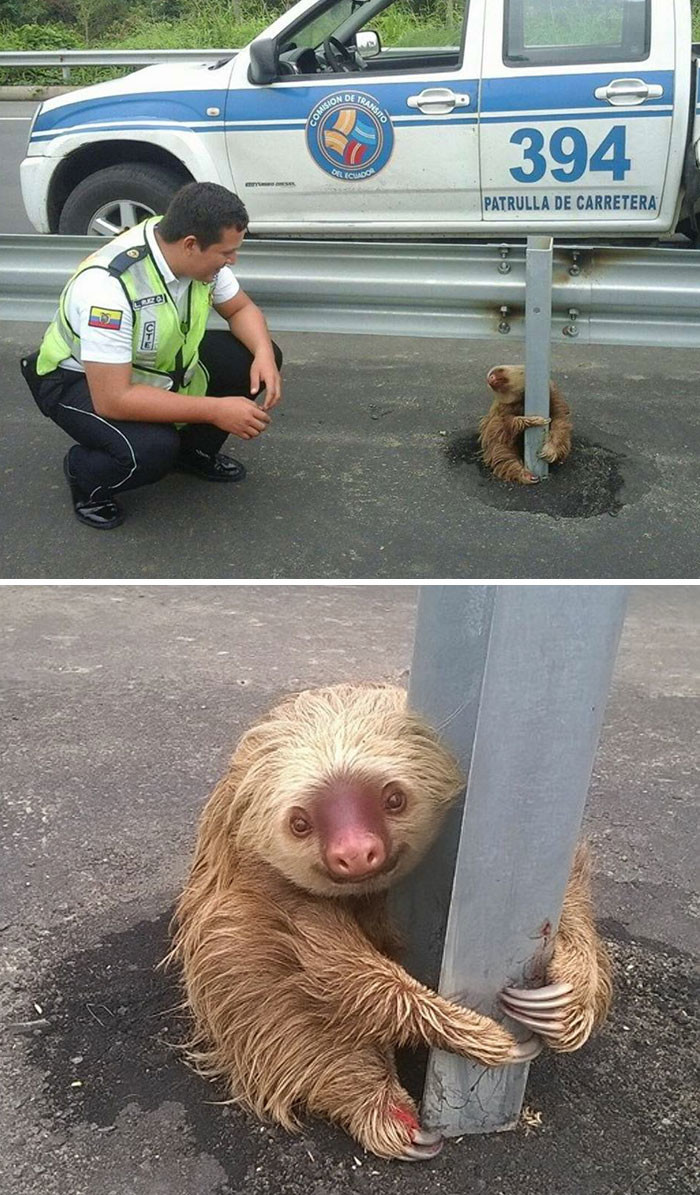 Полицейские спасли маленького испуганного ленивца, застрявшего на шоссе Счастливый конец, животные, спасение