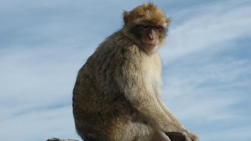 Ученые смогли вырастить обезьян с иммунитетом к ВИЧ