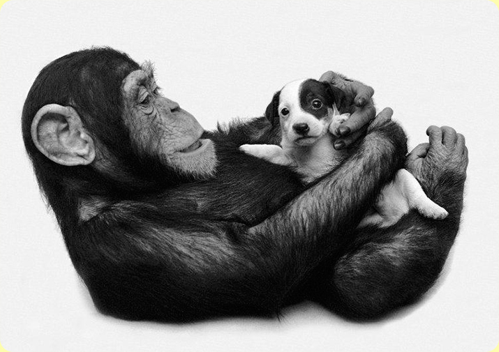 Трогательные случаи усыновления среди животных Трогательные случаи усыновления среди животных