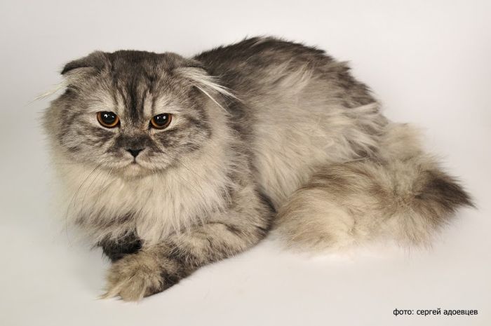 Кошачья фотосессия Кошачья фотосессия