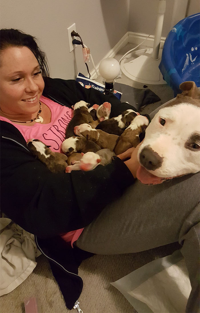 dog-gives-11-puppies-foster-mom-2
