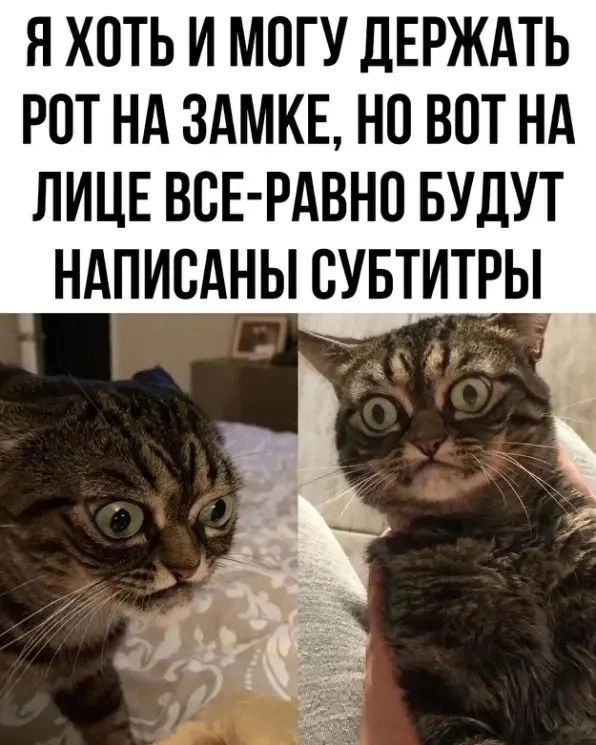 Немножко смешных зверушек... Надёргано , отовсюду