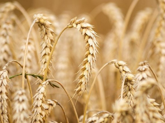 «Конкуренты заместят нас»: эксперт высказался об угрозах голода и росте цен на зерно