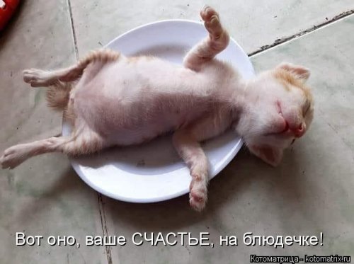 Новая котоматрица  смешные картинки