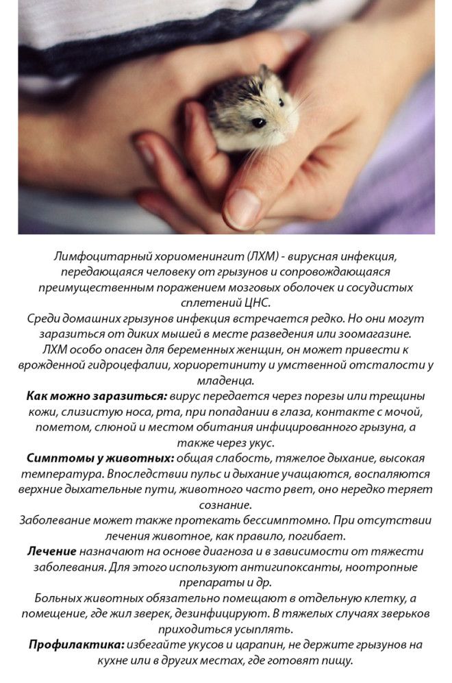 10 болезней, которыми вы можете заразиться от домашних животных 10 болезней, которыми вы можете заразиться от домашних животных