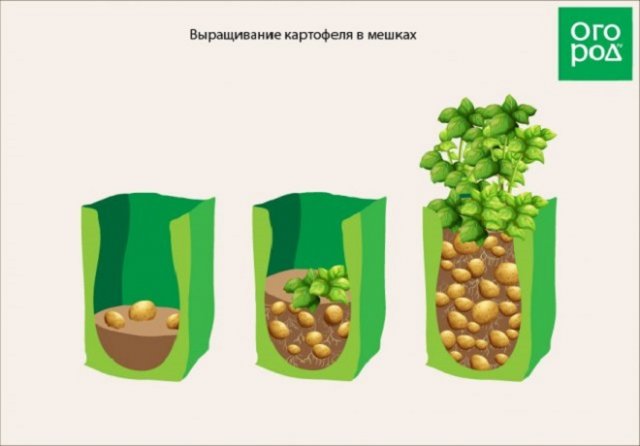 12 способов посадки картофеля: традиционные и новые 12 способов посадки картофеля: традиционные и новые идеи