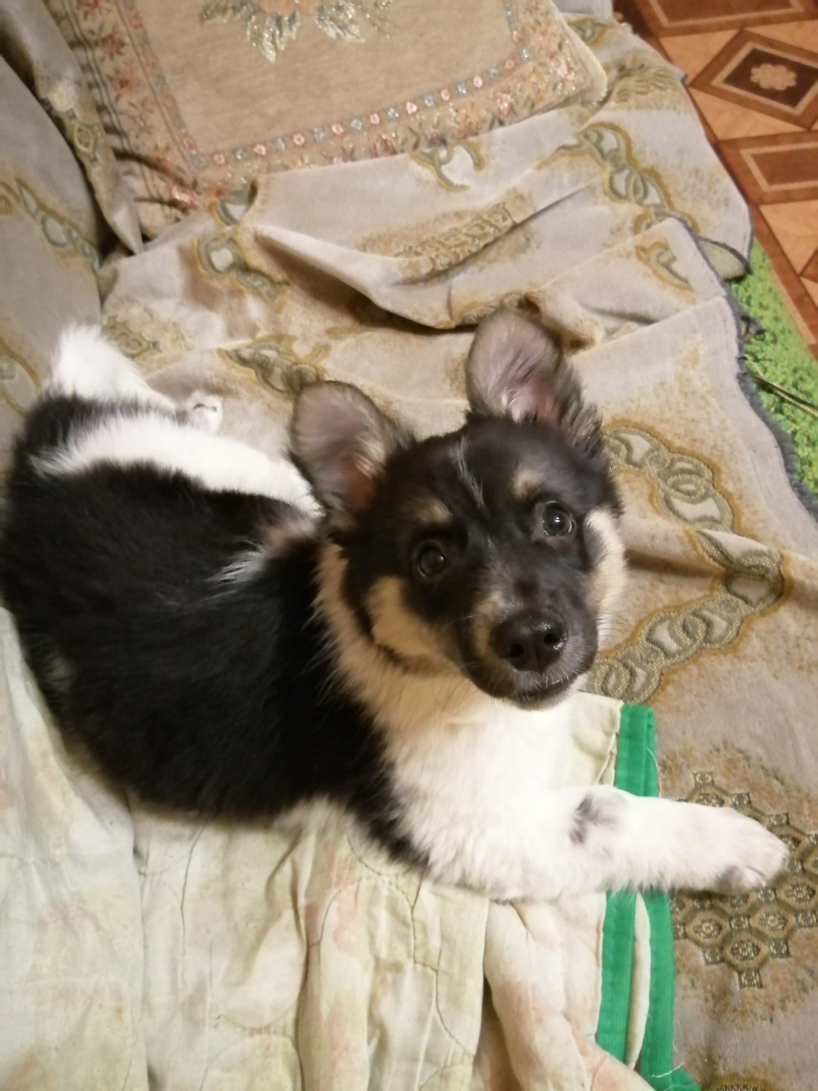 щенок на диване