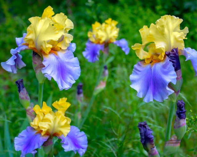 Какими бывают ирисы — подборка удивительных сортов садоводство,цветоводство