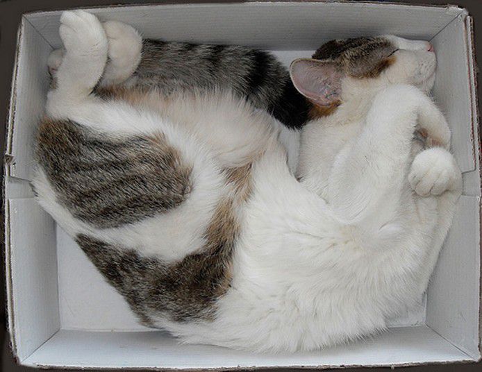 необычные места кошек для сна