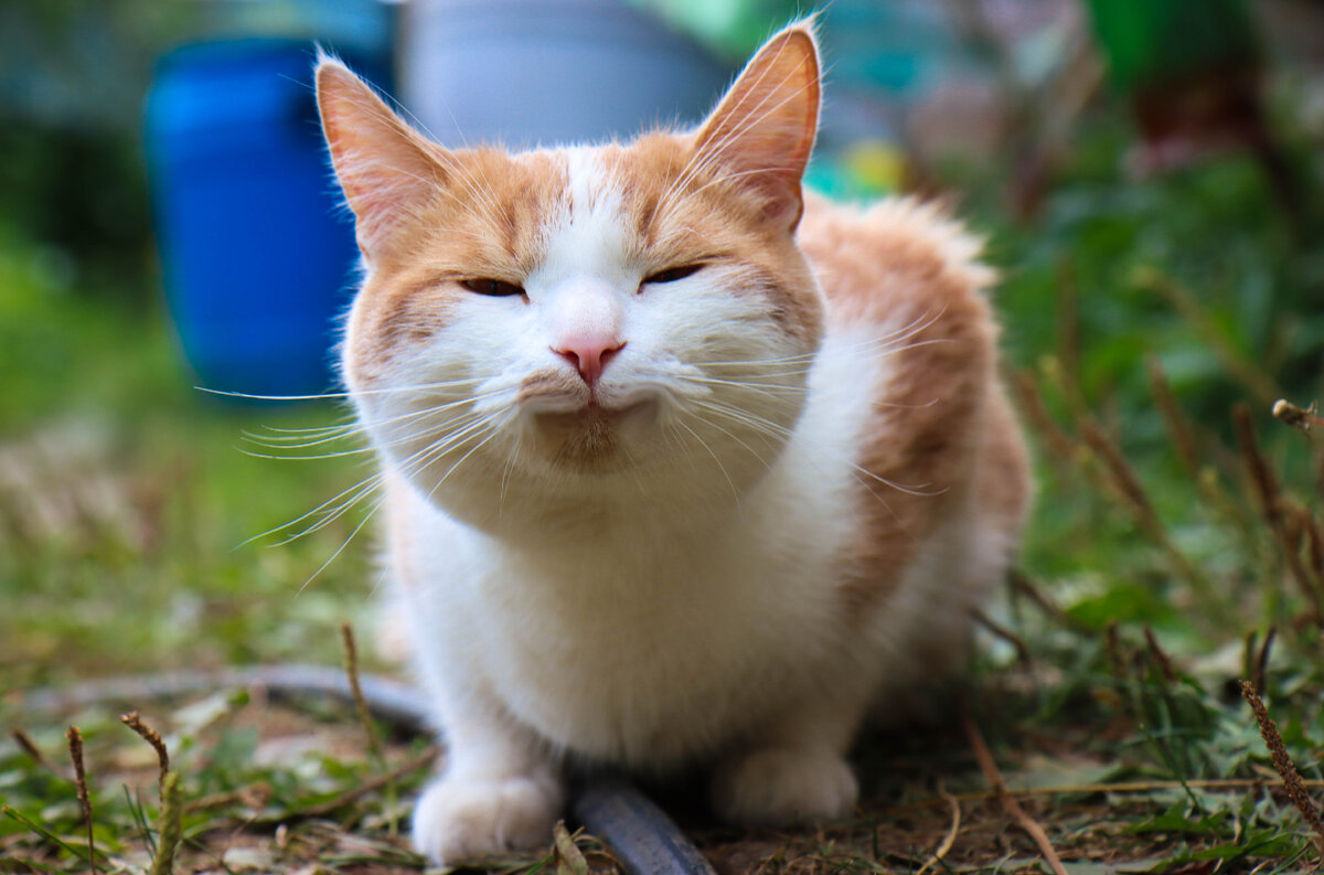 Как Коты дрессируют человека Как Коты дрессируют человека животные,Истории из жизни,отношения,позитив