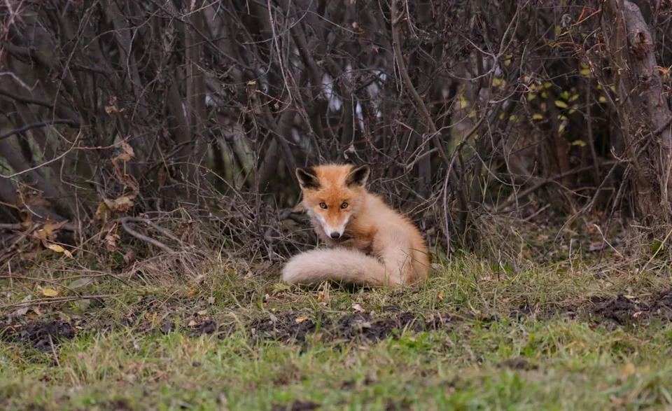 Кабанский заказник: маленький рай в дельте Селенги 