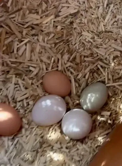 Меган Маркл показала новое видео с детьми от принца Гарри в честь католической Пасхи Меган, видео, МарклКадр, Маркл, Гарри, принца, честь, Лилибет, прямом, родился, супругов, через, людей, миллионы, наблюдали, эфире, Виндзорском, которой, замке, Вскоре