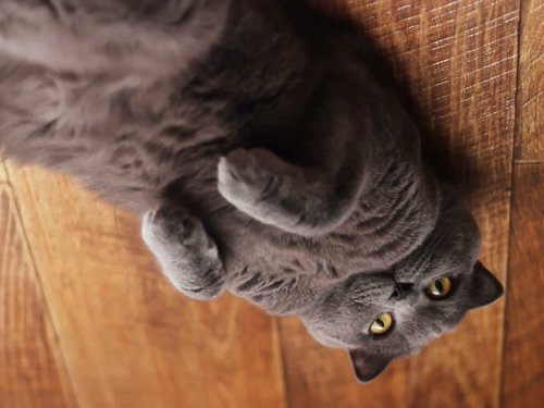 Если б кошки могли парить под потолком, как воздушные шарики Если б кошки могли парить под потолком, как воздушные шарики