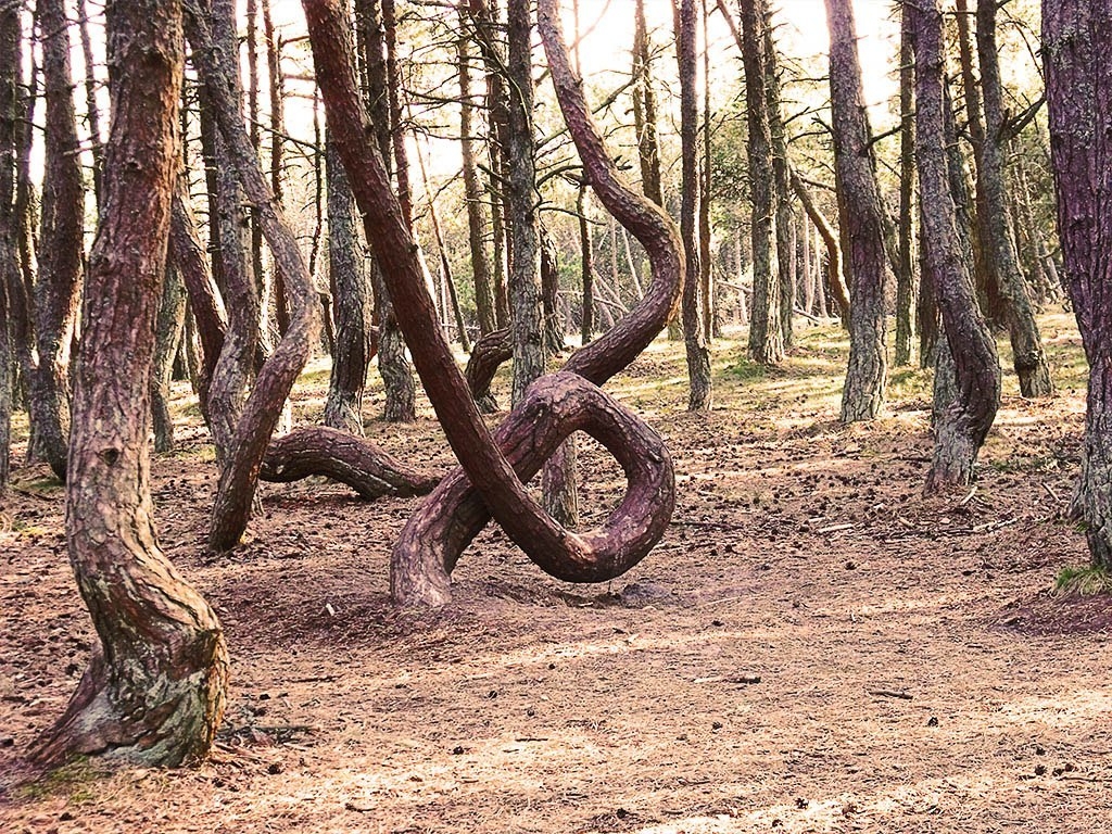 Танцующий лес калининград фото