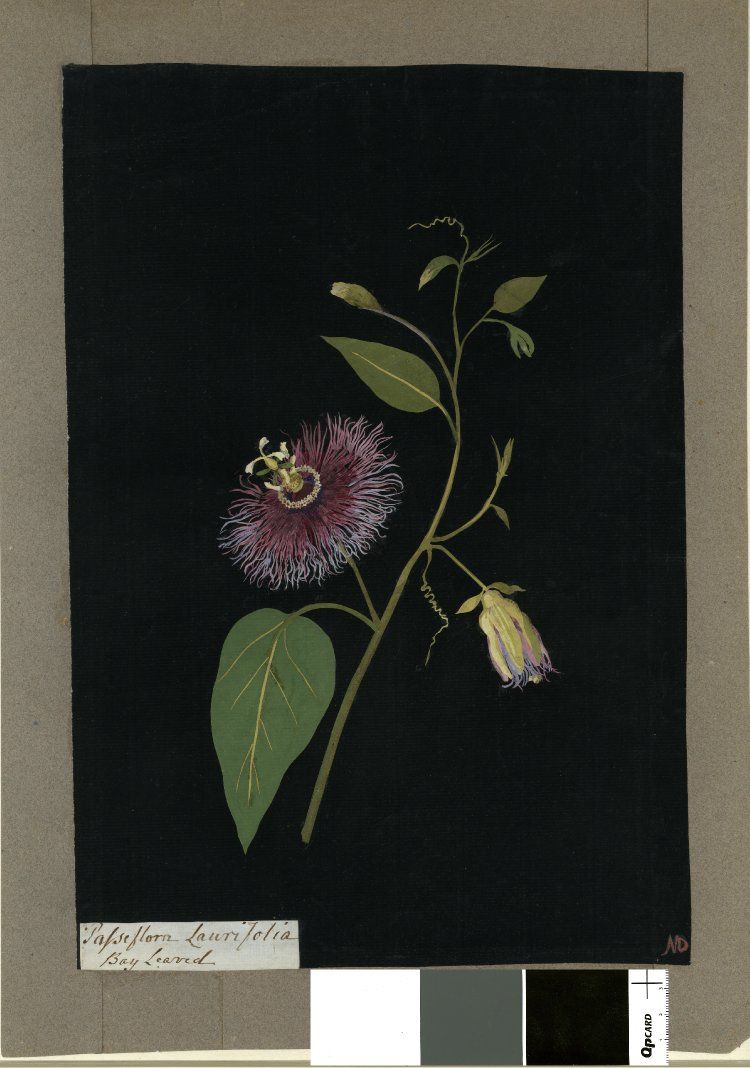 Мэри Делейни и её бумажные цветы иллюстрации, растений, Делейни, цветов, любила, герцогини, с натуры, рисовала, бумаги, создавала, очень, Flora, коллажей, платье, проводить, время, собственную, тычинки, ботанической, придумала