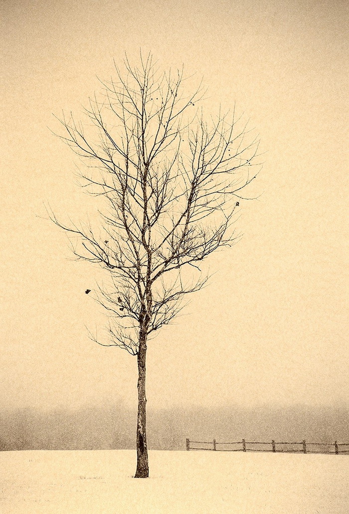 Портреты деревьев Портреты деревьев