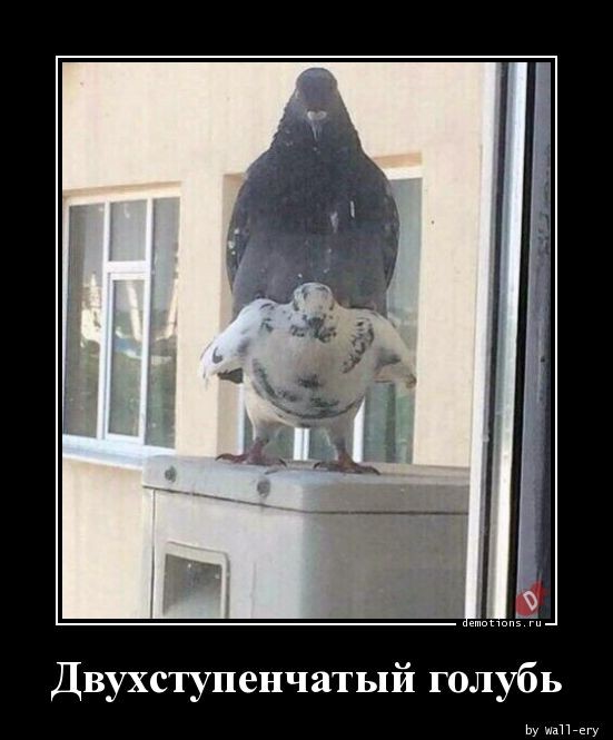 Традиционная коллекция демотивирующих картинок для поддержания вашего отличного настроения! Традиционная коллекция демотивирующих картинок для поддержания вашего отличного настроения!