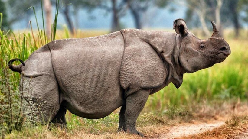 10 живых существ, которых нет в зоопарках мира