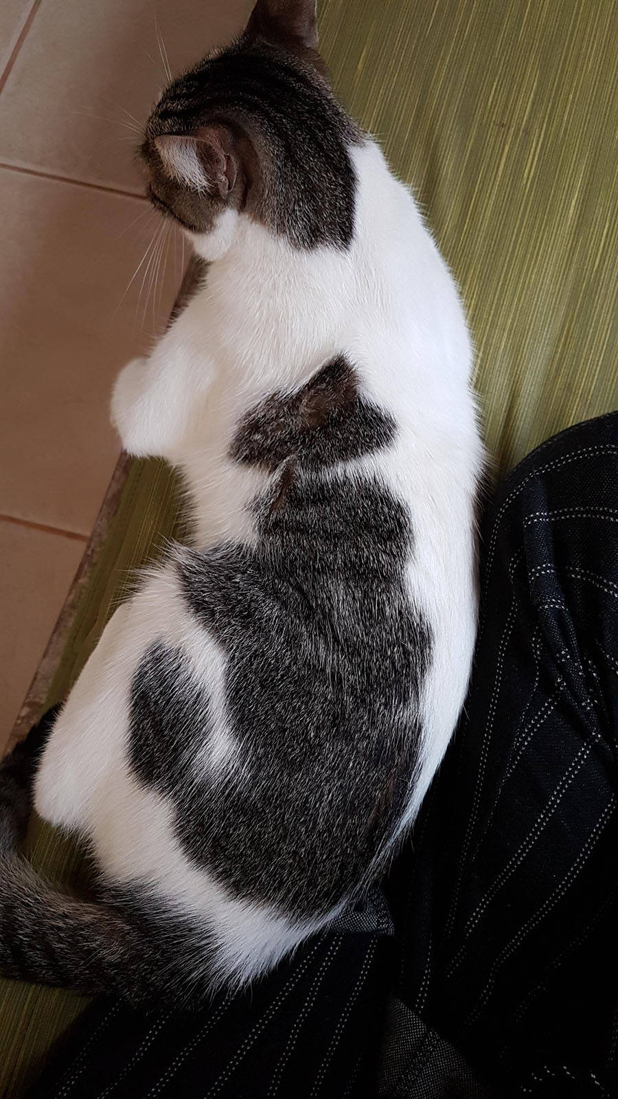 Забавные картинки для хорошего настроения Забавные картинки для хорошего настроения животные,жизнь,звери,земля,котики,коты,курьезы,мир,питомцы,планета,приколы,природа,смешное,собаки,факты,фауна,флора,щенки,юмор