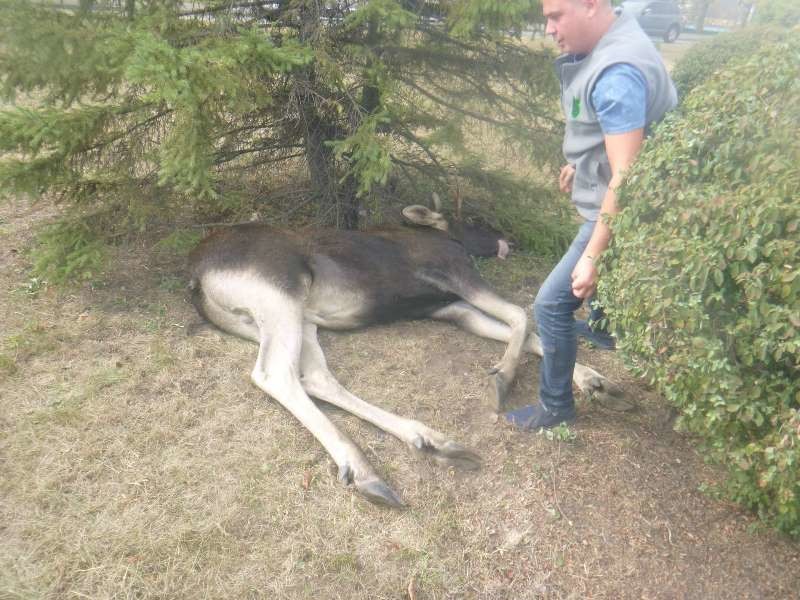 В Киеве провели масштабную операцию по спасению лося днепр, добро. люди, животные, киев, лось, спасение