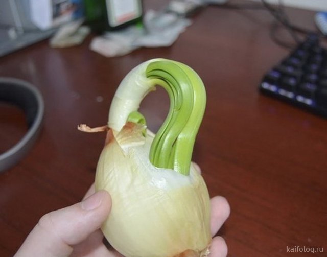 Приколы про лук Приколы про лук