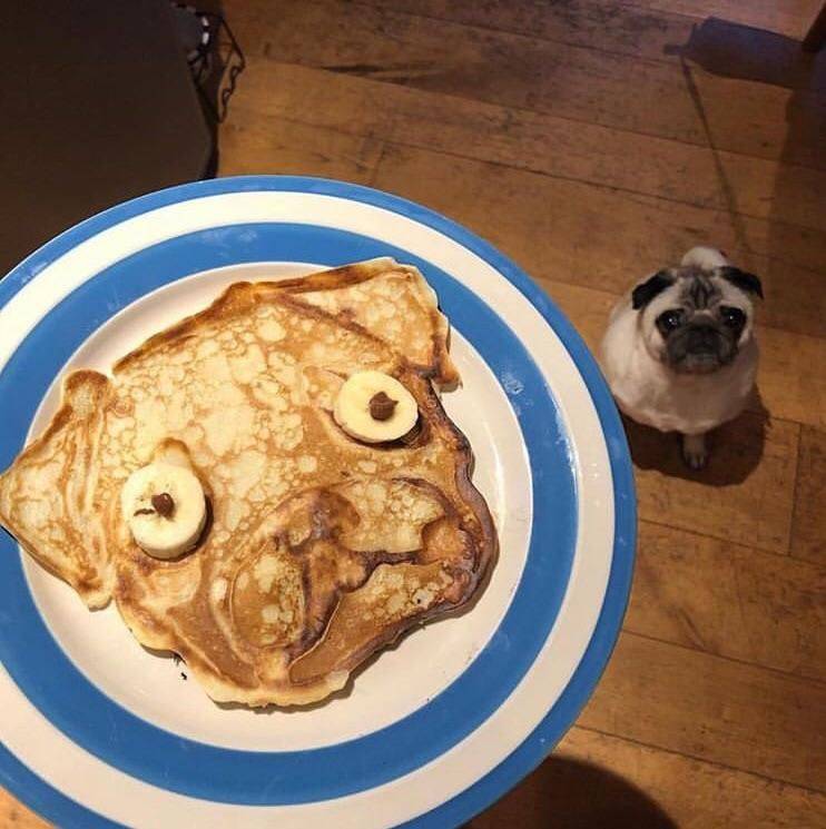 Забавные картинки для хорошего настроения Забавные картинки для хорошего настроения животные,жизнь,звери,земля,котики,коты,курьезы,мир,питомцы,планета,приколы,природа,смешное,собаки,факты,фауна,флора,щенки,юмор