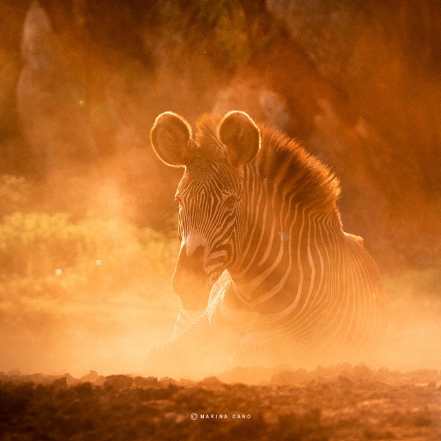 В мире животных: фотограф Марина Кано