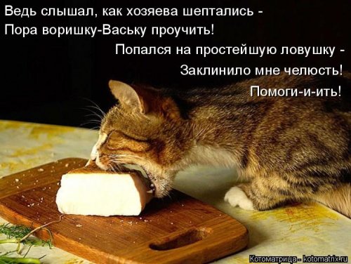 Свежая котоматрица для всех  смешные картинки