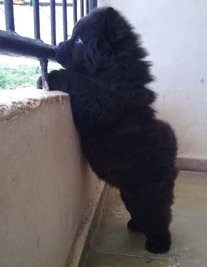 Newfoundland Puppy