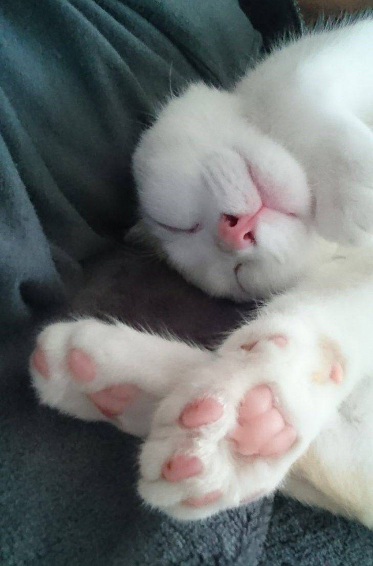 Без кота и жизнь не та