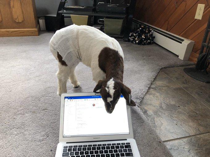 Люди вынуждены работать дома из-за карантина и вот как питомцы им помогают 