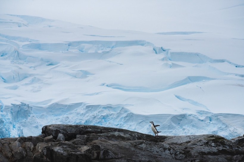 Фотограф сделал чудесные портреты пингвинов в Антарктиде