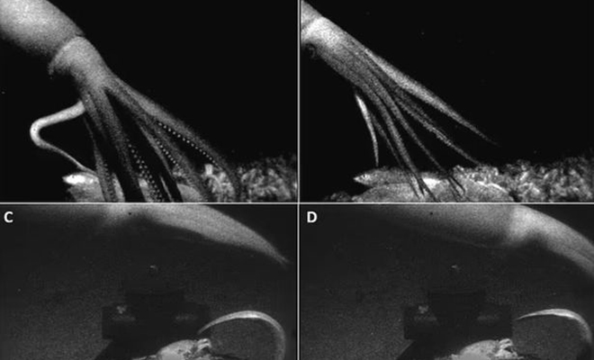 Камера впервые сняла, как гигантский кальмар охотится на глубине почти в километр кальмара, глубинах, гигантских, кальмар, метров, охотится, Теперь, километр, гигантского, кальмаров, удалось, впервые, более, засады Глаза, коротковолновом, считали, эксперты, фокусируются, Морским, Ранее
