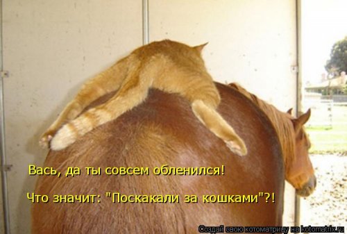 Котоматрица на Бугаге (28 фото)
