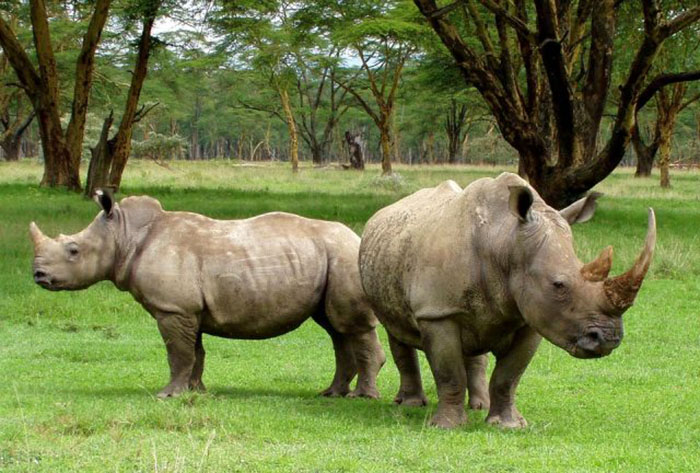 История спасения учёными почти исчезнувших белых носорогов