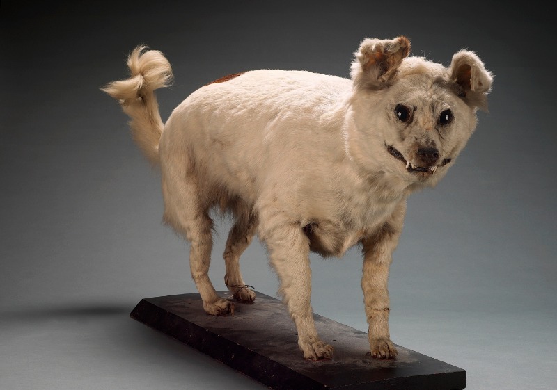 8 исчезнувших пород собак, которых вы не увидите даже на фотографиях археология,животные,история,собаки