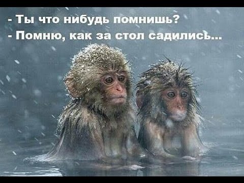 Подборка смешных картинок и веселых фото приколов с надписями 