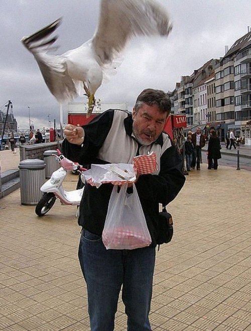 Пернатые бандиты Пернатые бандиты веселые картинки,животные,Истории из жизни,позитив,приколы,Смешные животные