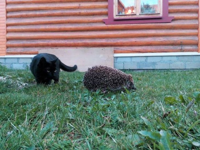 Веселые фотографии и прикольные картинки с надписями со смыслом 