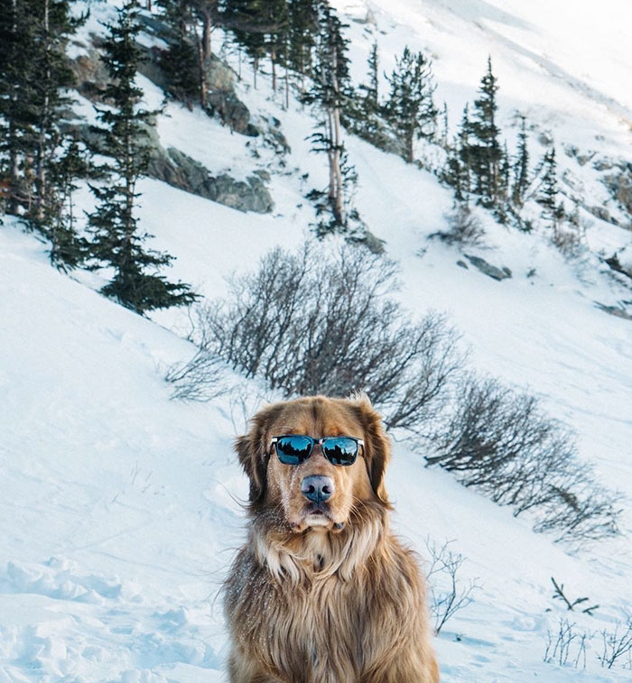 This Retriever Finally Coming Out With His Solo Album