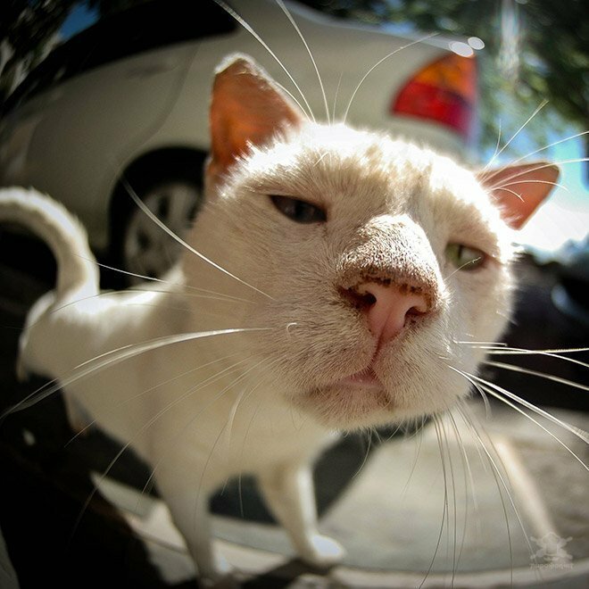 Забавные любопытные кошки, попавшие в объектив фотокамеры животные, коты, юмор