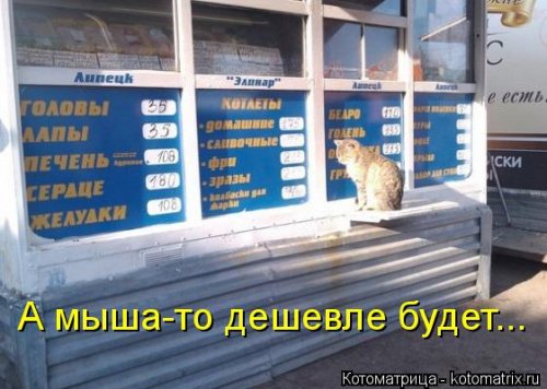 Свежая котоматрица для всех (31 шт)