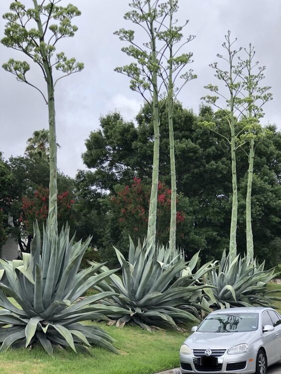 Agave Americana