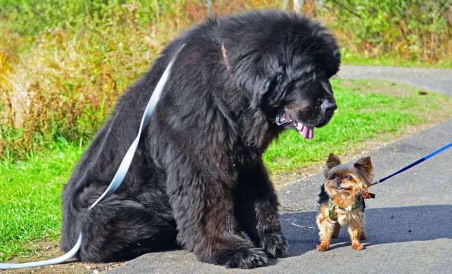 10 добрейших пород собак в мире