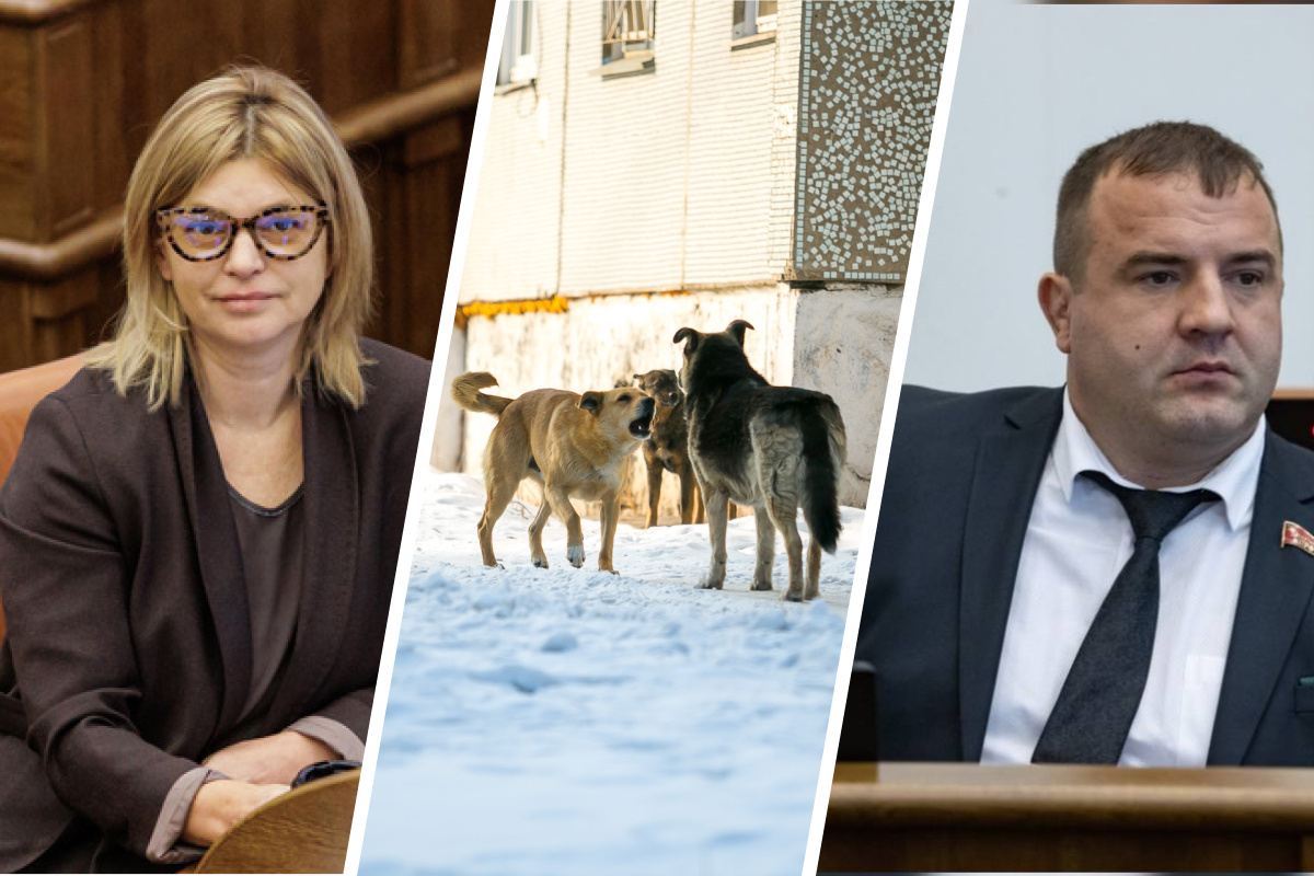 Красноярские депутаты предложили узаконить эвтаназию для бродячих собак