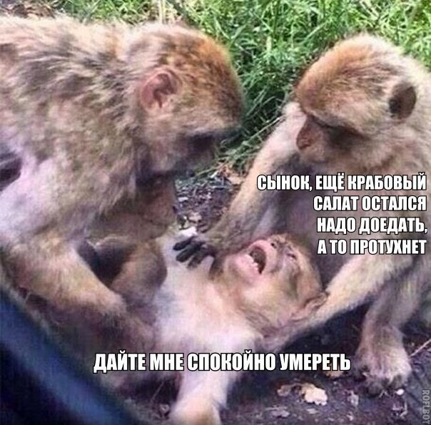 Смешные картинки с надписями прикол, юмор