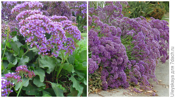 Кермек Переса, фото сайта Gardening StackExchange, он же вдоль дорожки, фото сайта PlantMaster